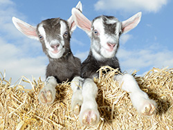 Baby Goats