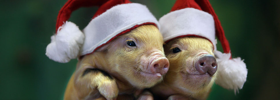 Christmas Pigs