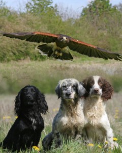 Hawk flying over dogs