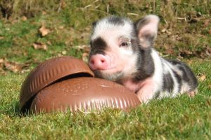 Easter piggy